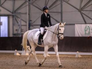 KOŃ PROFESOR NA SPRZEDAŻ