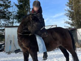 Hucuł o wyjątkowym charakterze