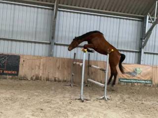 3 letnia klacz KWPN Camargo x Numero uno