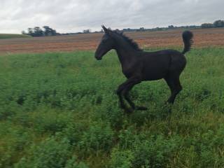 GRACE NALEGRO ELITE YOUN FILLY WITH EXCEPTIONAL MOVEMENT I NALEGRO LINE
