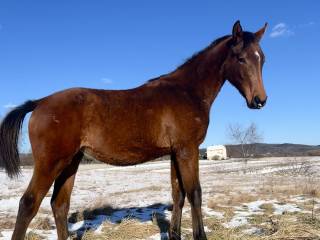 Na sprzedaż klacz małopolska