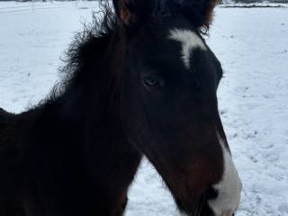 Wyjątkowy ogierek z potencjałem