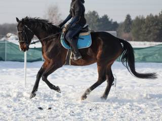 Współdzierżawa folblut 8 lat, skoki, ujeżdżenie