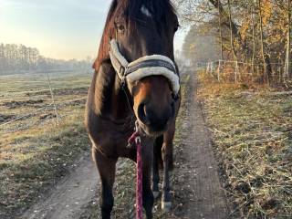 Piękny 5-letni wałach