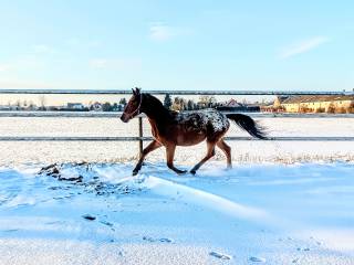 Tarantowata klacz, taranty