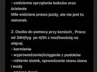 Zielona Góra Lubuskie stajenny, stajenna, luzak