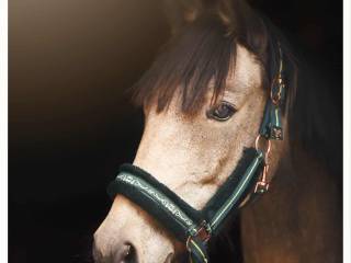 Kuc z dużym sercem do swojego dziecka jak i do pracy