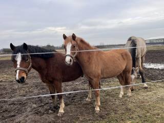 Kuce 130cm do dzierżawy