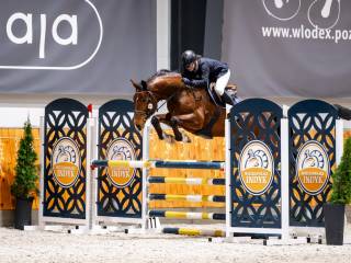 Posejdon - świetny 9 letni wałach do skoków