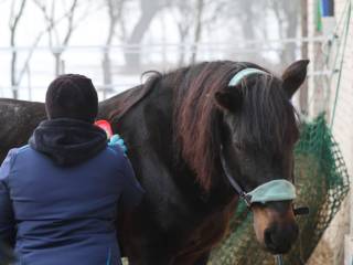 Jawor (Ousor) ogier huculski