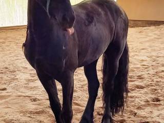 Jazdy konne dla dorosłych