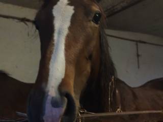 Klacz dwuletnia wlkp