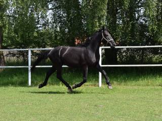 Zrównoważony wałach na sprzedaż