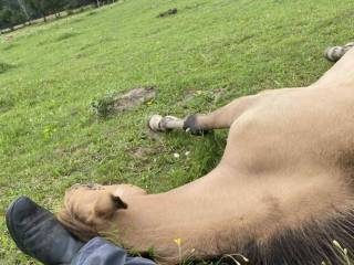 Fundacja szuka koni do dzierżawy/adopcji