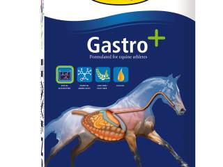 pasza HEVENS GASTRO +