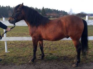 Stanówka Ogierem Huculskim