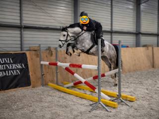 Cukierek IPO piękny wałach o wspaniałym charakterze