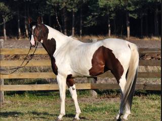 Stanówka. Ogier małopolski. Krycie