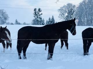 Bardzo mocno wyrośnięta klacz do wkkw
