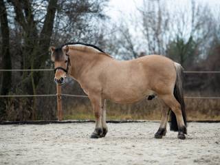 Fiord, doskonały przyjaciel i nauczyciel