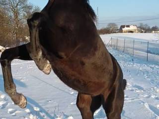 Kara kwpn Freelance x Wynton x Krack c