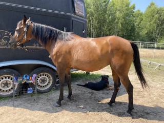 Sprzedam piękną klacz Arabską