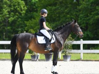 10 letnia klacz do sportu