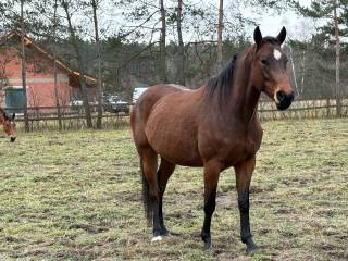 Sprzedam klacz (Polski Koń Sportowy)