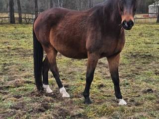 Sprzedam konia (Polski Koń Sportowy)