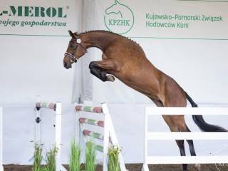 Przyszlosciowa klacz