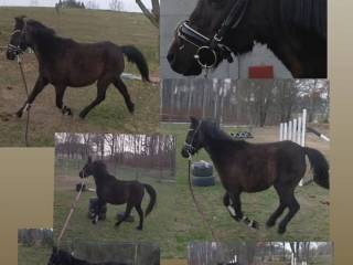 Sprzedam klacz Welsh Pony pełny pochodzenie angielski paszport