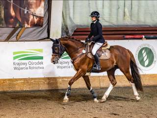 Wałach 2019 Harley VDL