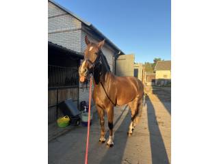 Sprzedam przyszłościową klacz!!!