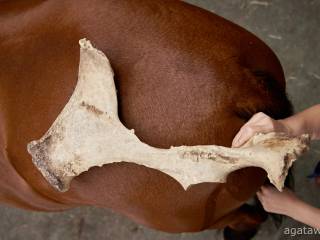 Weekendowe Warsztaty Masażu Koni