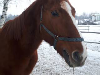 Klacz kobyła polski koń szlachetny półkrwi szp wysoka PKS kasztanka