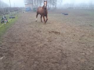 Wydzierżawie udostepnie do jazd klacz kobyłę wynajmę klacz profesor bez przeniesienia