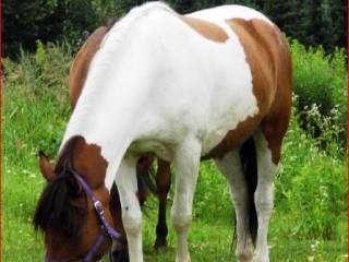 pensjonat hotel stajnia wolny wybieg stajnia przydomowa otwarta wolne  boksy łąka padok grójec 05-600 30km od warszawy