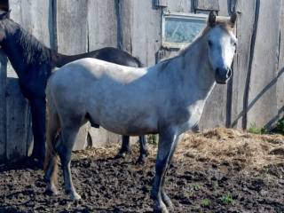 Kuc connemara/ fel - wałach - 4 lata