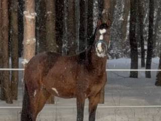 Malowany koń - gotowy do pracy