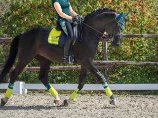 czaprak felix Buhler Tropical Paradise Pro, DR, neonowy, NOWY