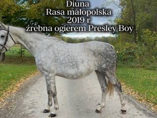 Klacz małopolska z licencją źrebna Presley Boy