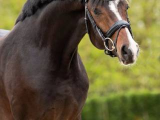 KUPIĘ KLACZ LUB WAŁACHA!!