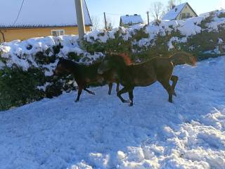 Siwy odsadek arabski.