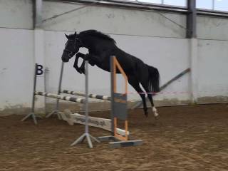 Klacz do sportu lub hodowlii!