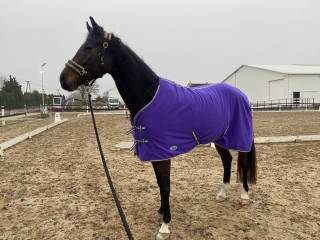 Dzierżawa młodego wałacha!