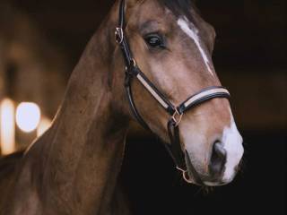 4 letni wałach po Count On Me Z