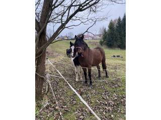 Szukam pracy- Cieszyn, Bielsko- Biała, Jastrzębie- Zdrój