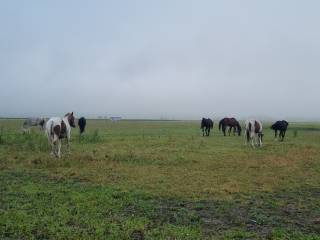 Stajnia Welcome – pensjonat koni 20 km od Warszawy