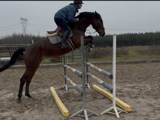 6-letnia klacz po Invictus