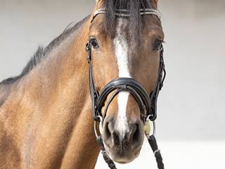 Walach Ludwigs' As x Candiavolo